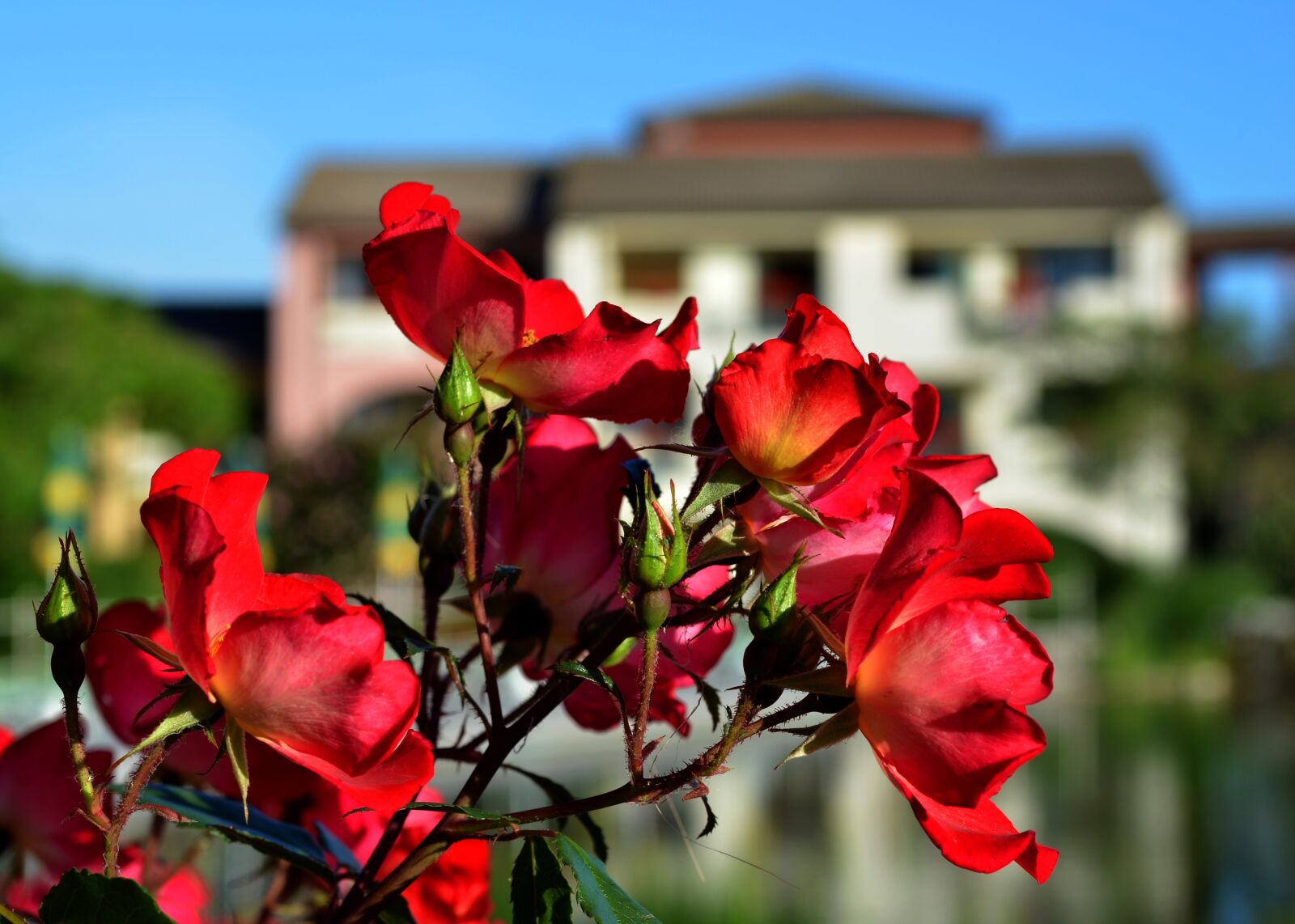Nikon D7000 sample photo. Roses, red, flowers photography