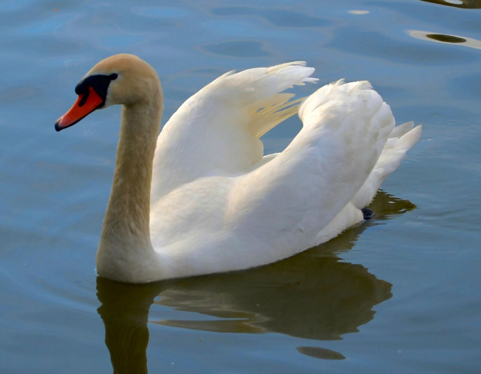 Nikon D5100 sample photo. Swan, bird, water bird photography