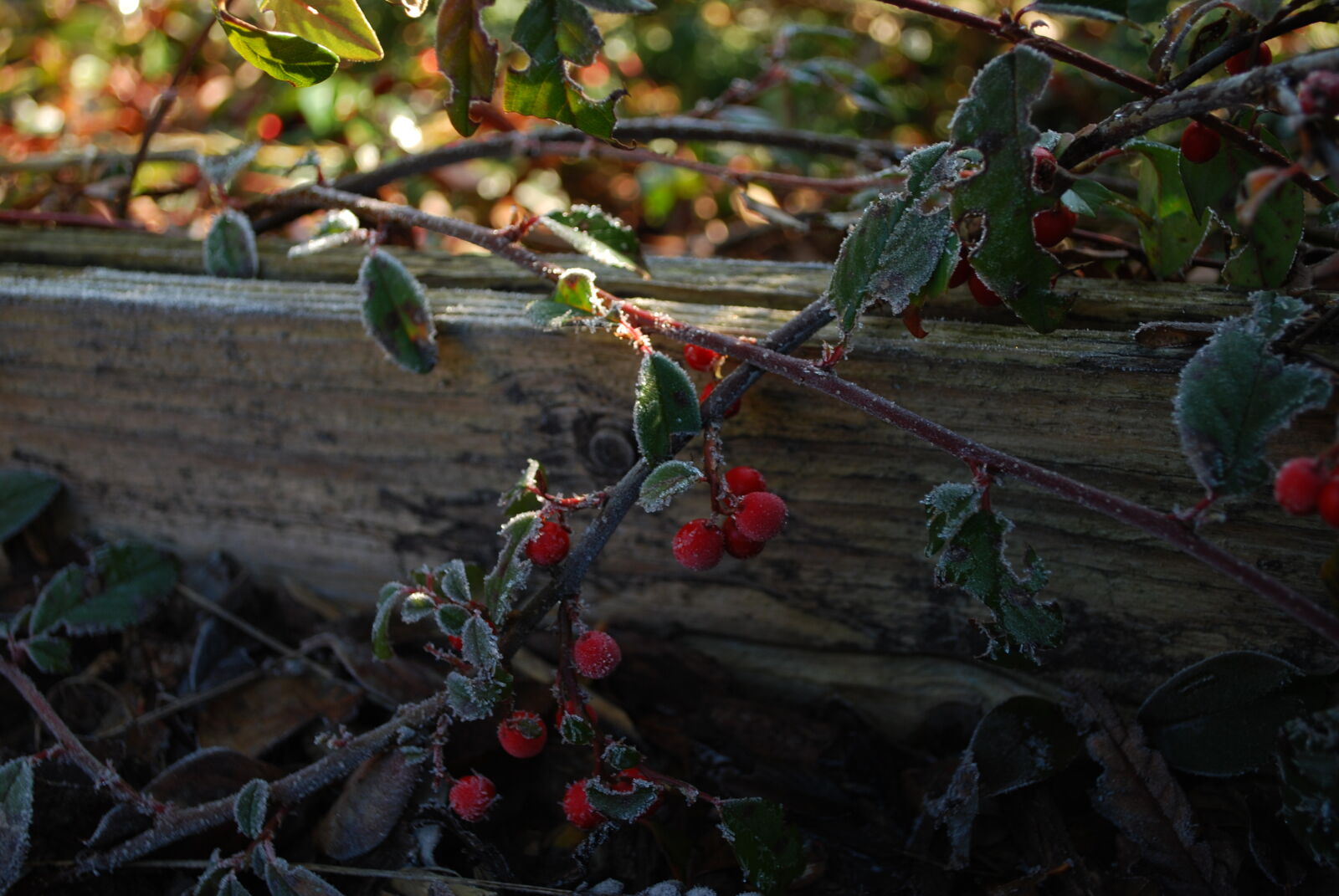 Nikon D60 sample photo. Freeze, hoarfrost, rose, hip photography