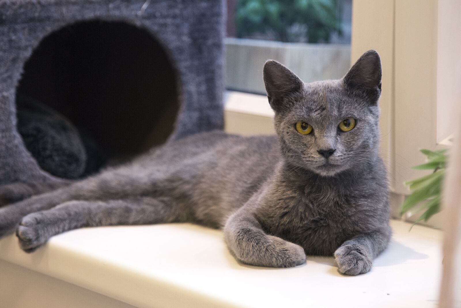 Canon EOS 6D + Canon EF 24-105mm F4L IS USM sample photo. Cat, kitty, kitten photography