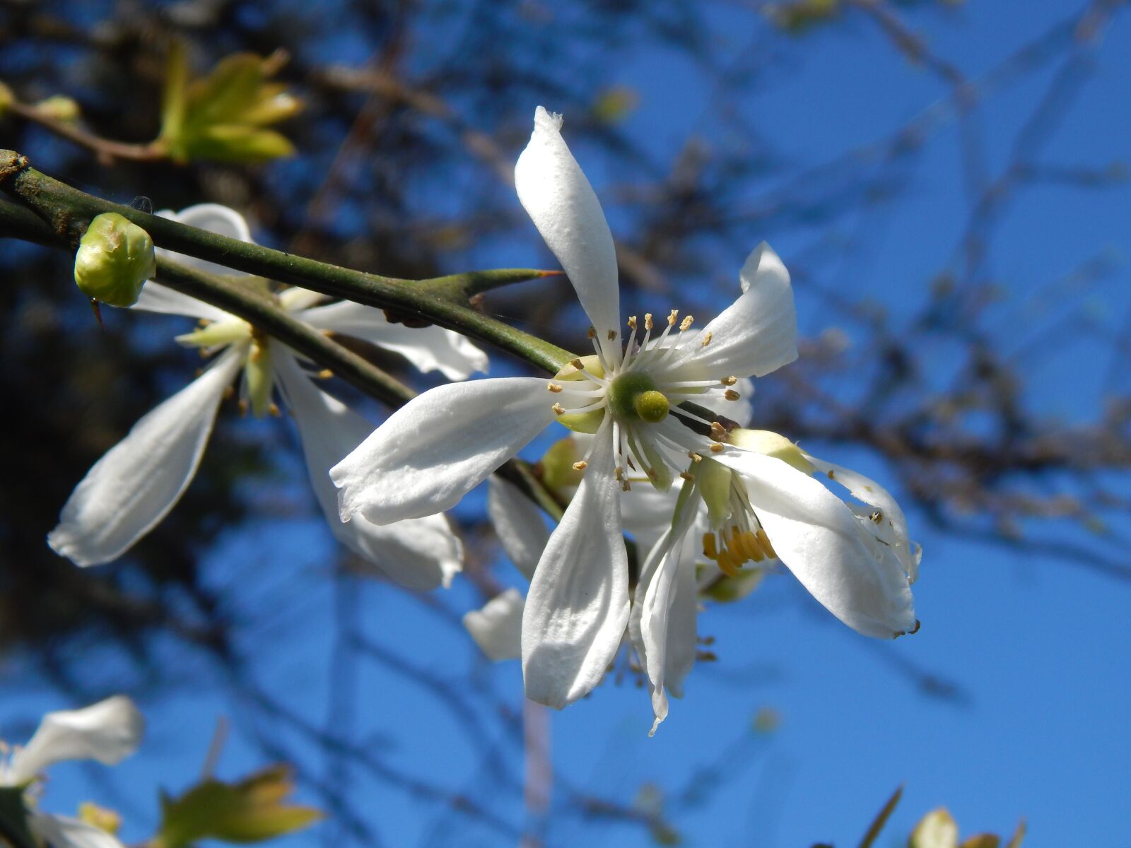 Nikon Coolpix L820 sample photo. Orange blossom, wild, flower photography