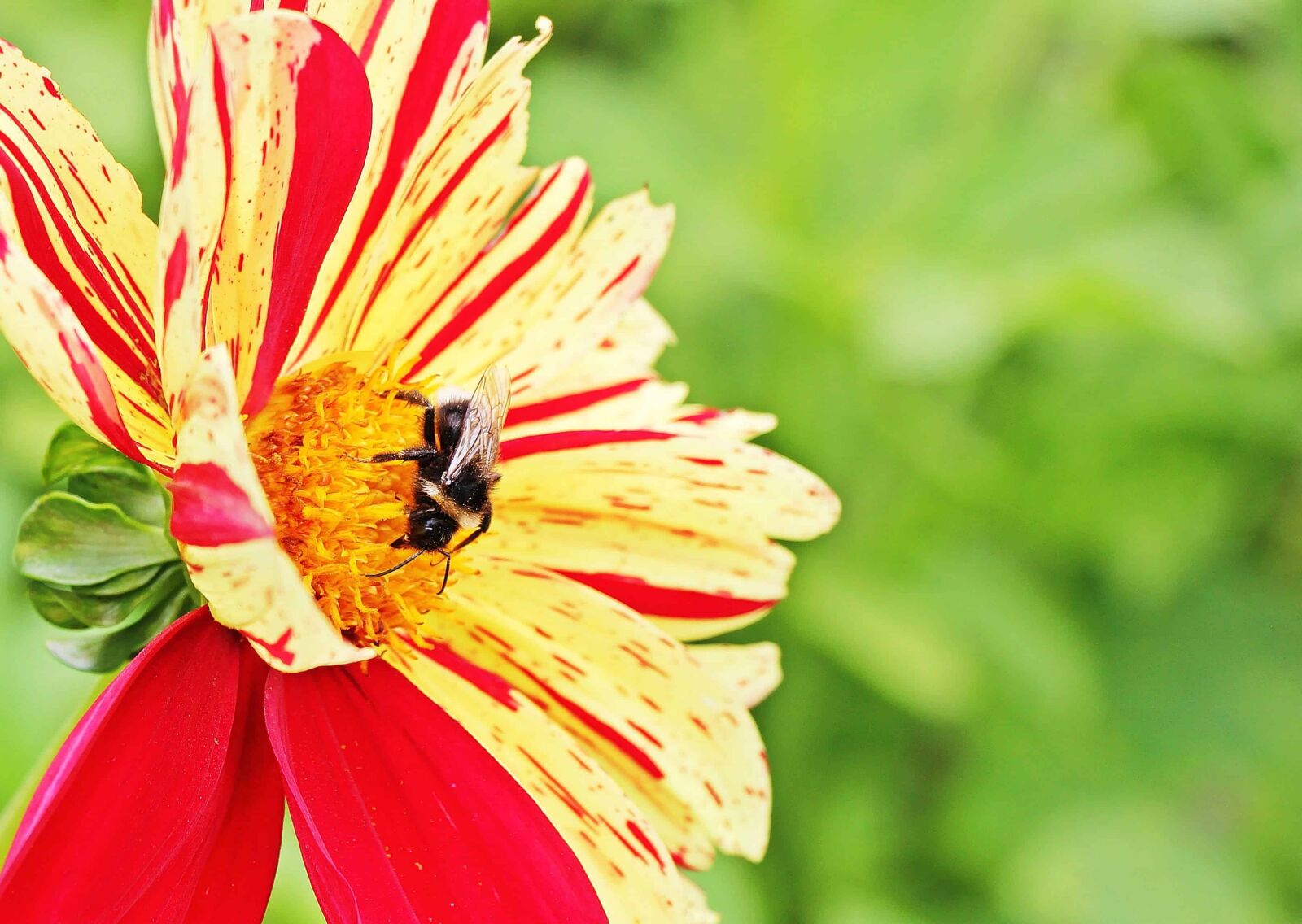 Canon EOS 550D (EOS Rebel T2i / EOS Kiss X4) sample photo. Horticulture, bee, insect, summer photography