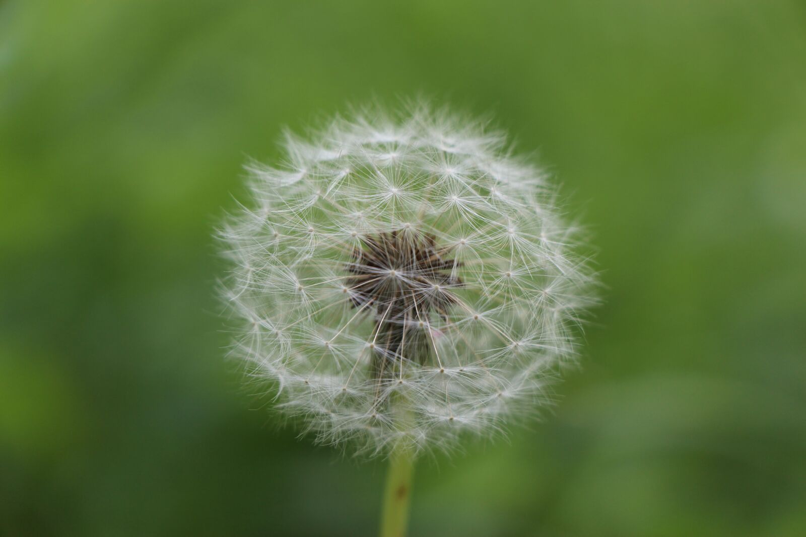 Canon EOS 650D (EOS Rebel T4i / EOS Kiss X6i) sample photo. Dandelion, flower, summer photography