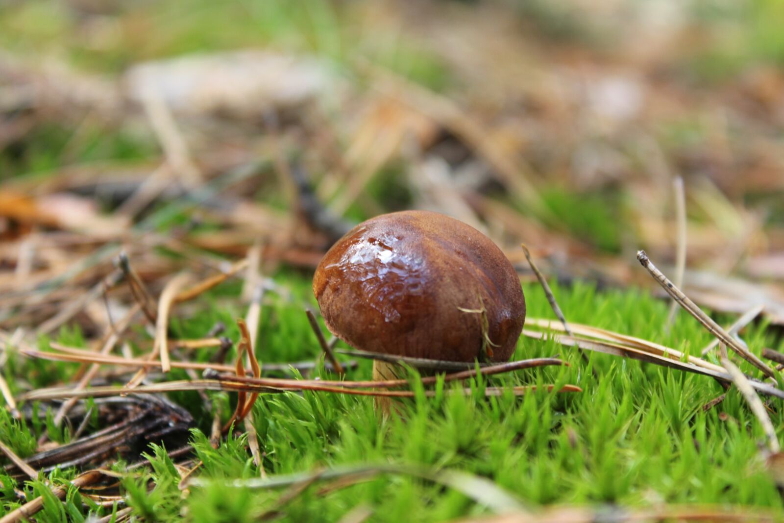 Canon EOS 1200D (EOS Rebel T5 / EOS Kiss X70 / EOS Hi) sample photo. Mushrooms, forest, mushroom photography