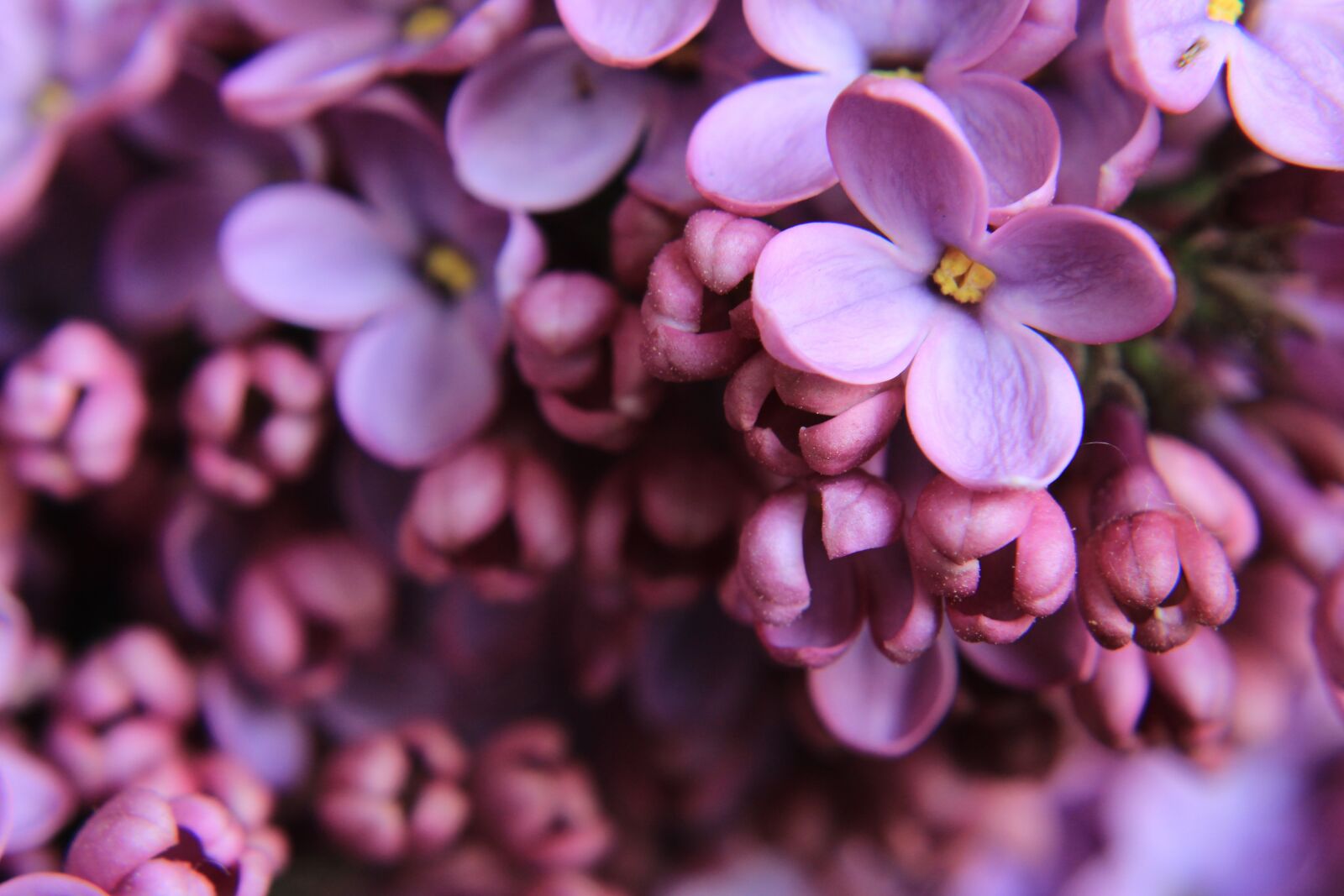 Canon EOS 2000D (EOS Rebel T7 / EOS Kiss X90 / EOS 1500D) sample photo. Lilac, close up, purple photography
