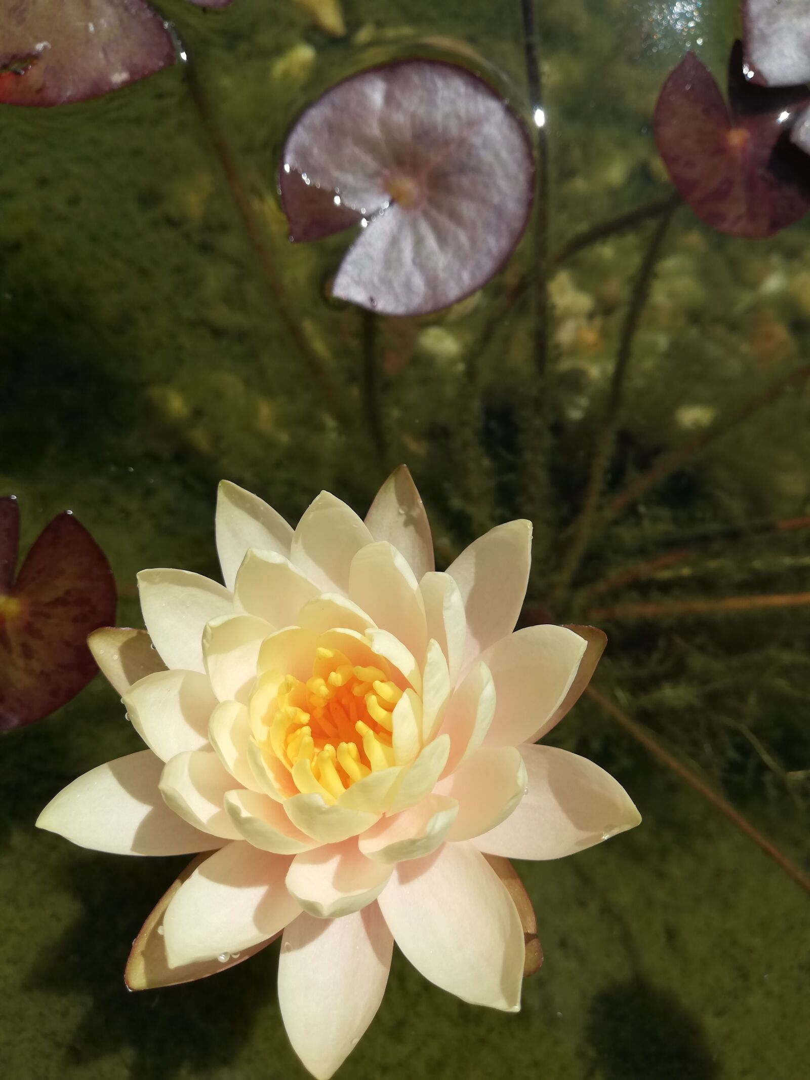HUAWEI P20 lite sample photo. Teichrose, pond, water photography