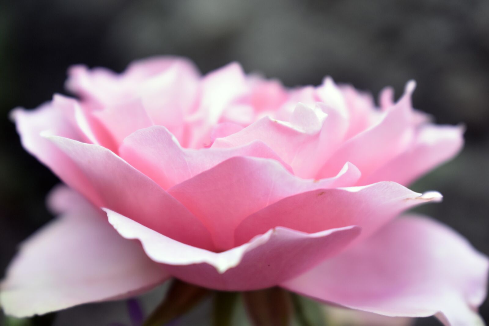 Nikon D3500 sample photo. Rose, pink rose, bloom photography