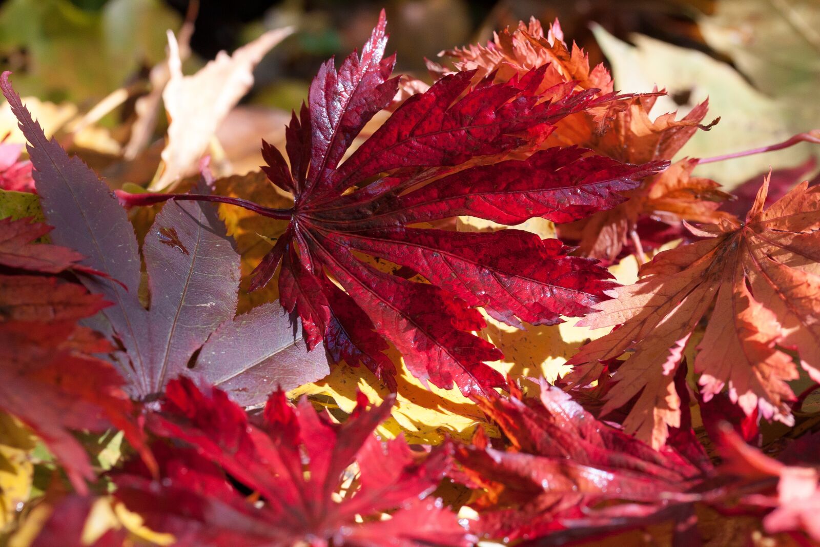 Canon EOS 50D sample photo. Maple, autumn, leaf photography