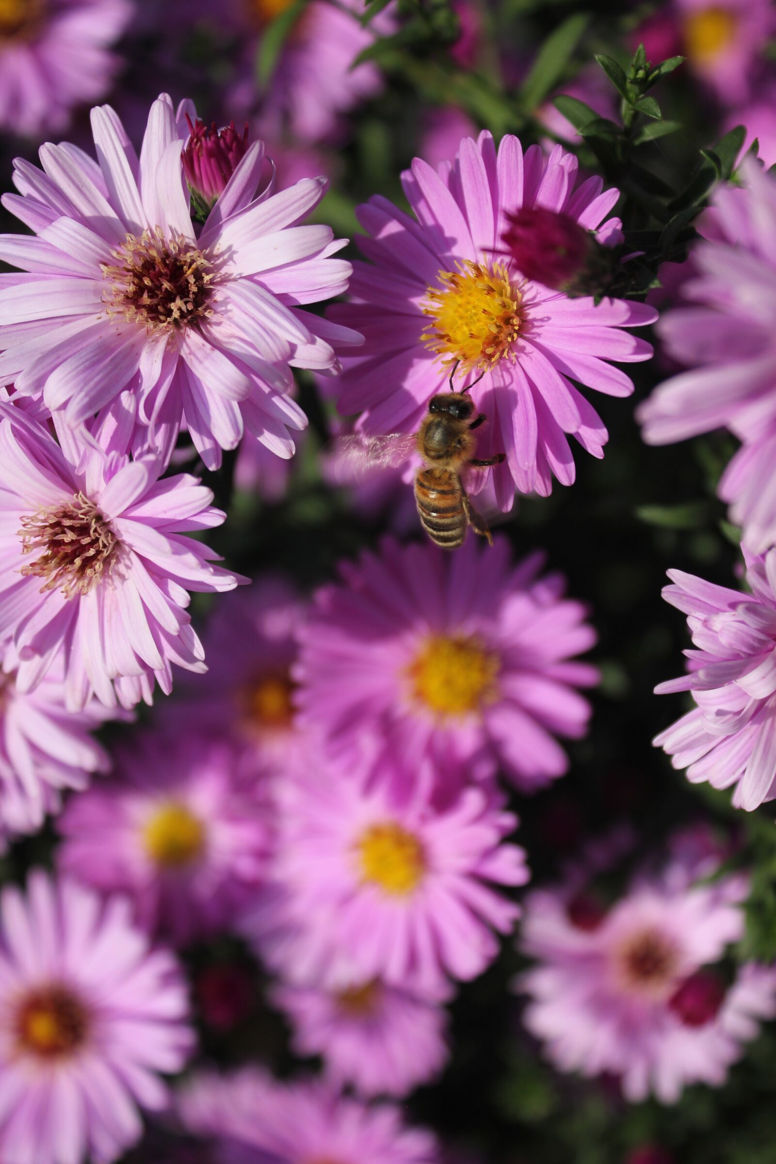 Canon EOS 550D (EOS Rebel T2i / EOS Kiss X4) sample photo. Purple, flower, purple flowers photography