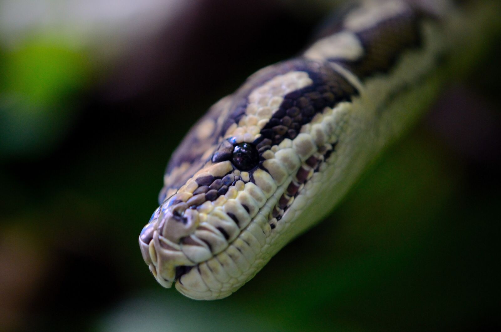 Nikon D7000 sample photo. Snake, macro, reptilian photography