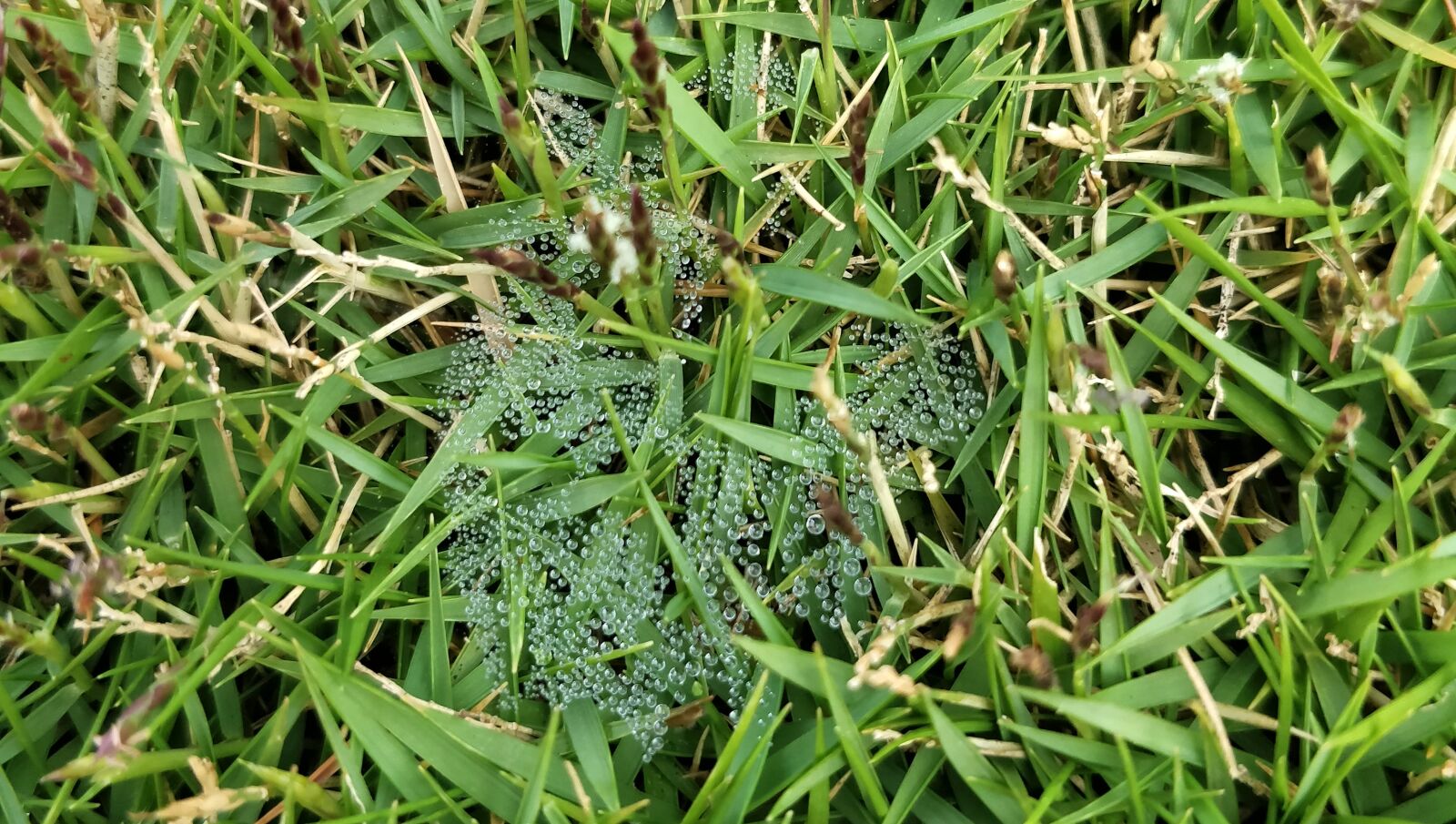 OnePlus 5 sample photo. Dew, grass photography