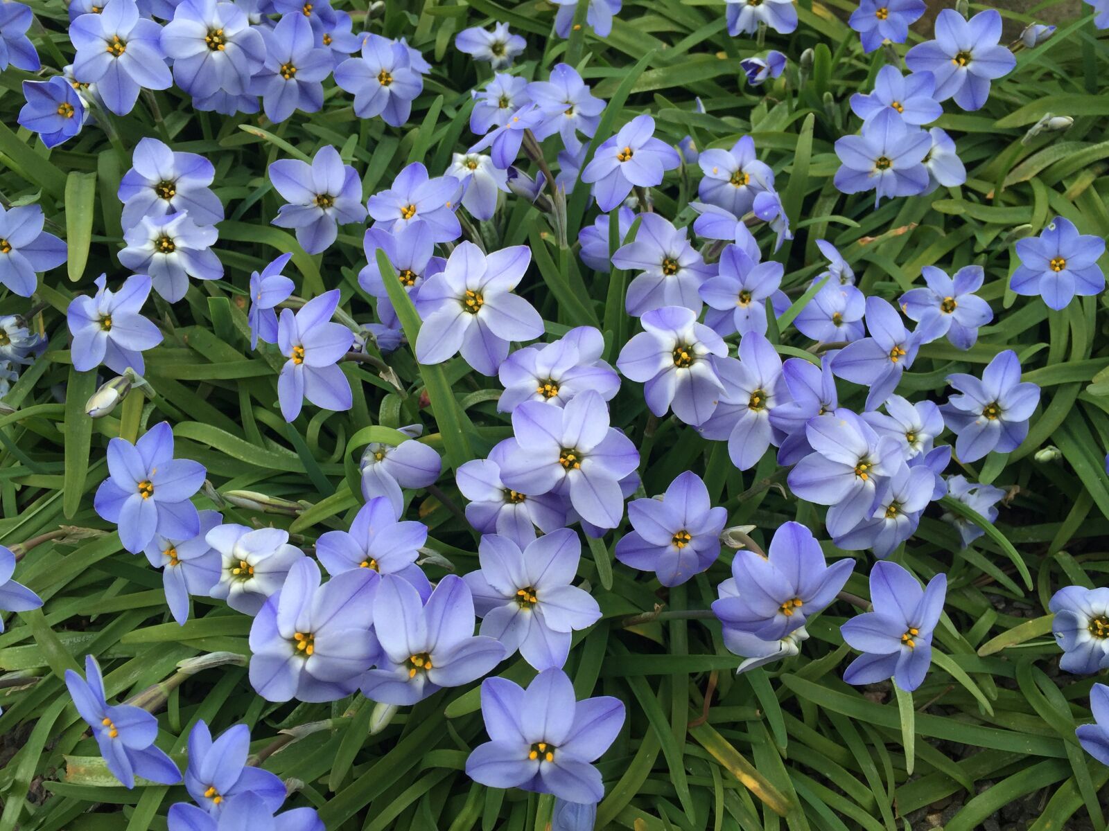 iPhone 6 Plus back camera 4.15mm f/2.2 sample photo. Star flower, blue, spring photography