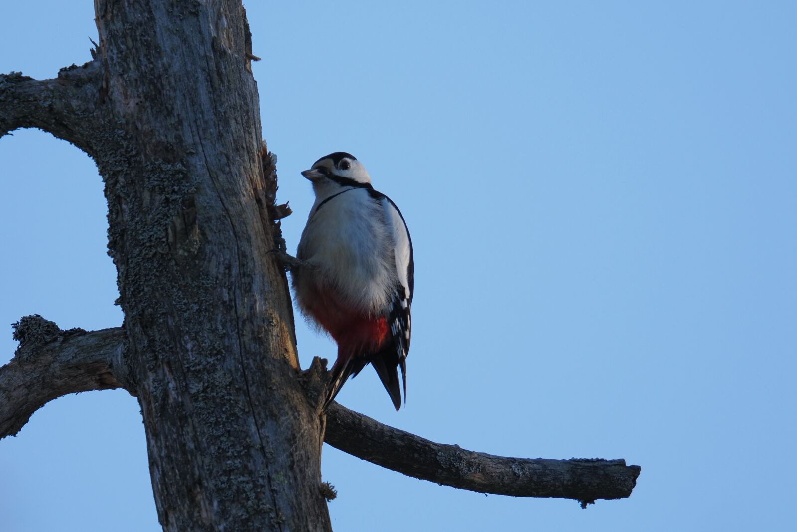 Olympus M.Zuiko Digital ED 150-600mm F5.0-6.3 sample photo. Woodpecker working photography