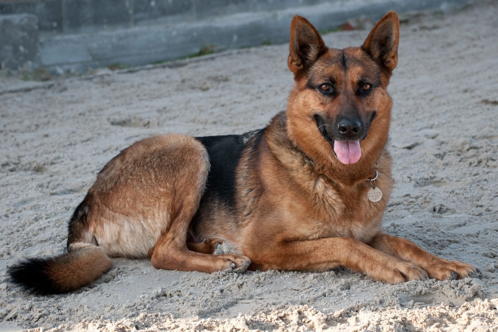 Nikon D300 sample photo. Dog, german shepherd, lying photography