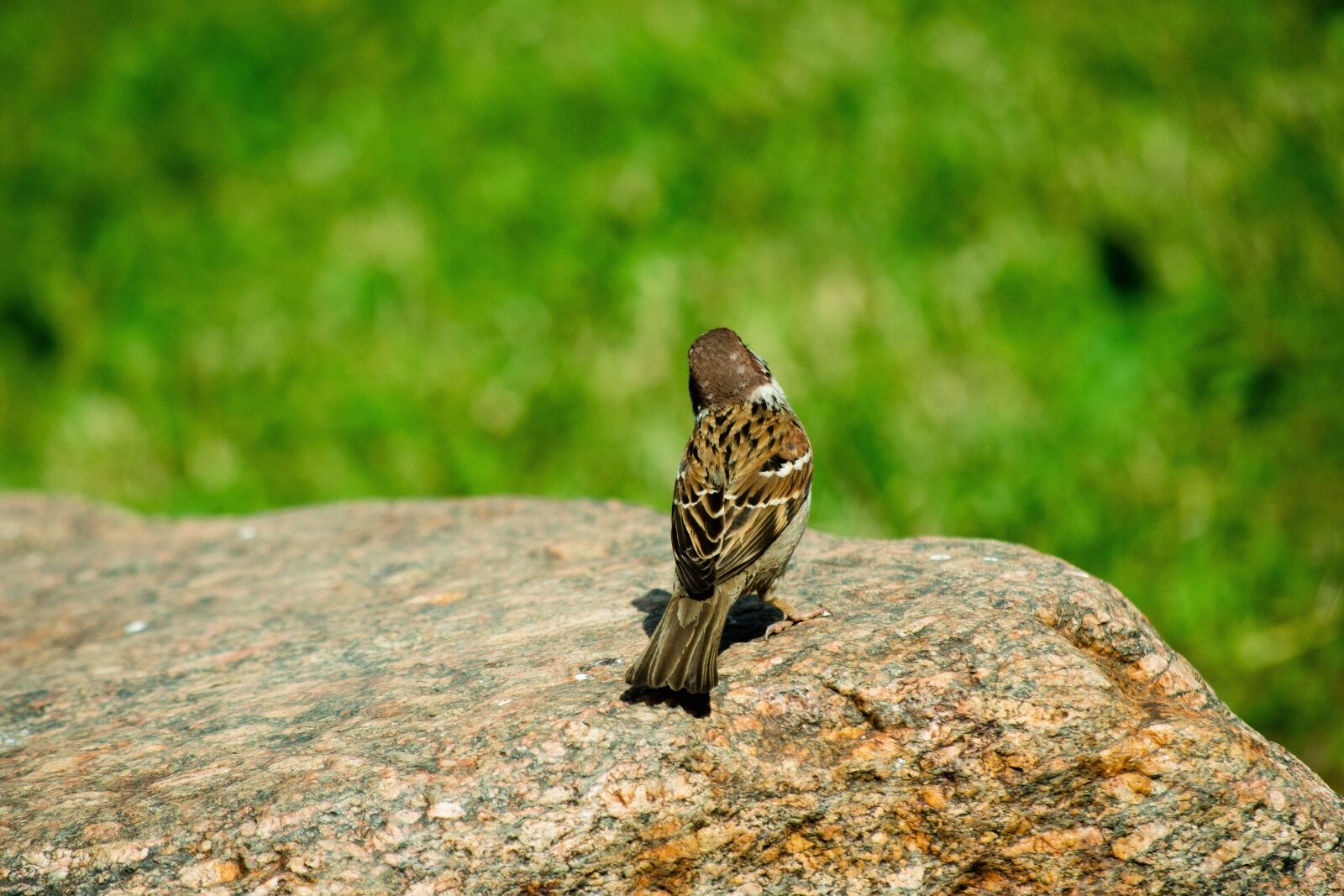 Nikon D5500 sample photo. Sparrow, bird, stone photography