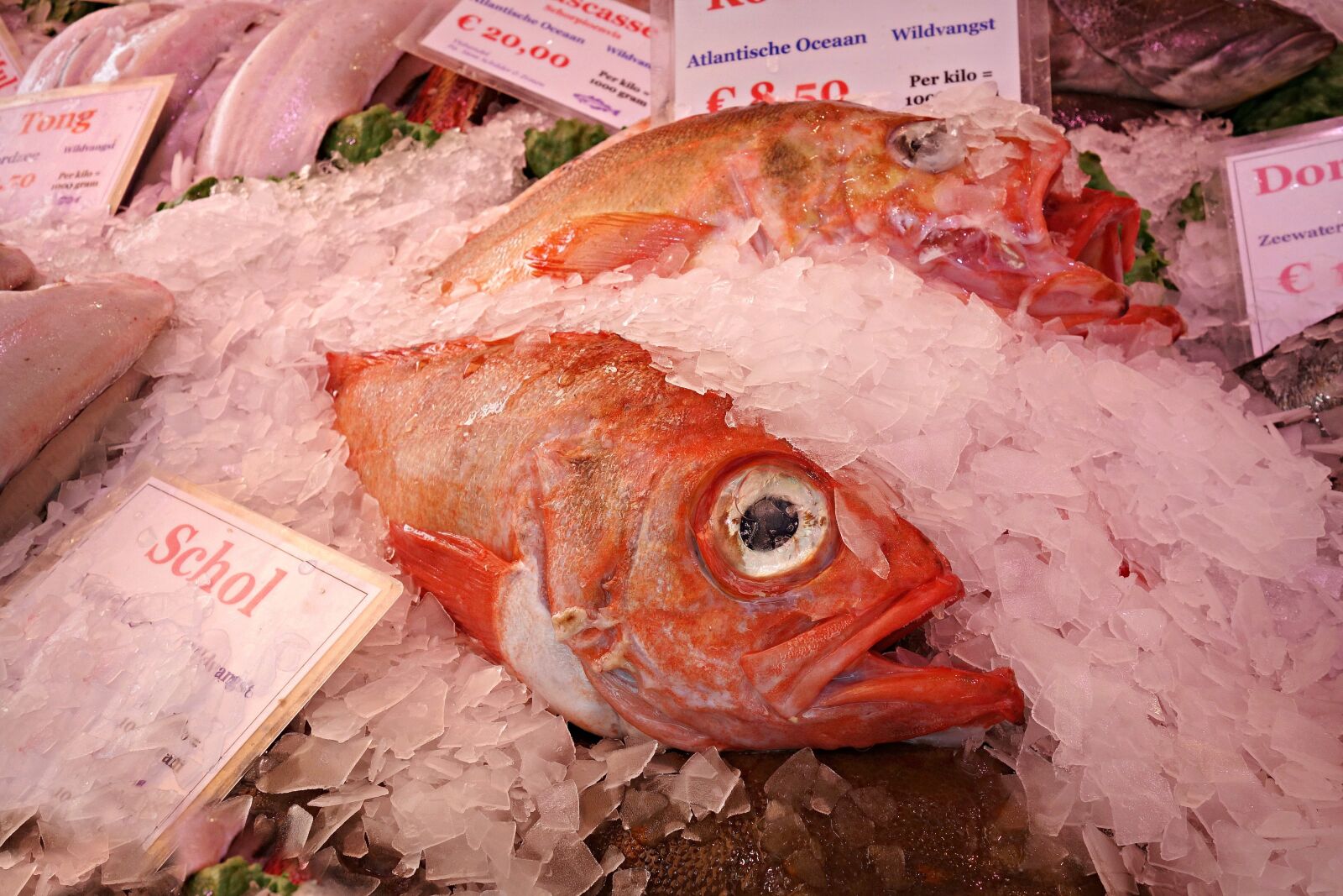 Sony Cyber-shot DSC-RX100 sample photo. Fish, animal, seafood photography