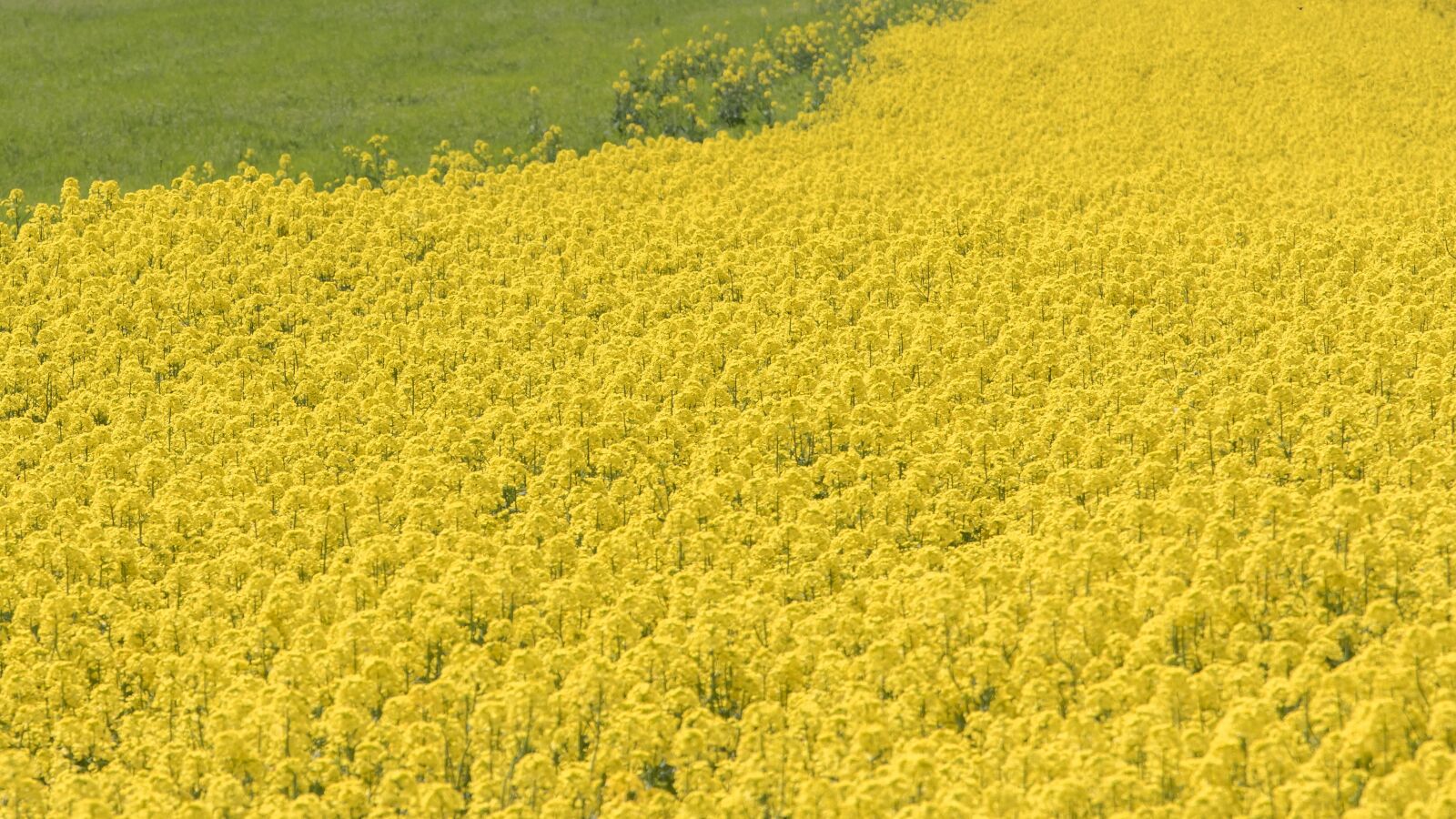 Canon EOS 7D Mark II + Canon EF 70-200mm F4L IS USM sample photo. Rape blossoms, flowers, spring photography
