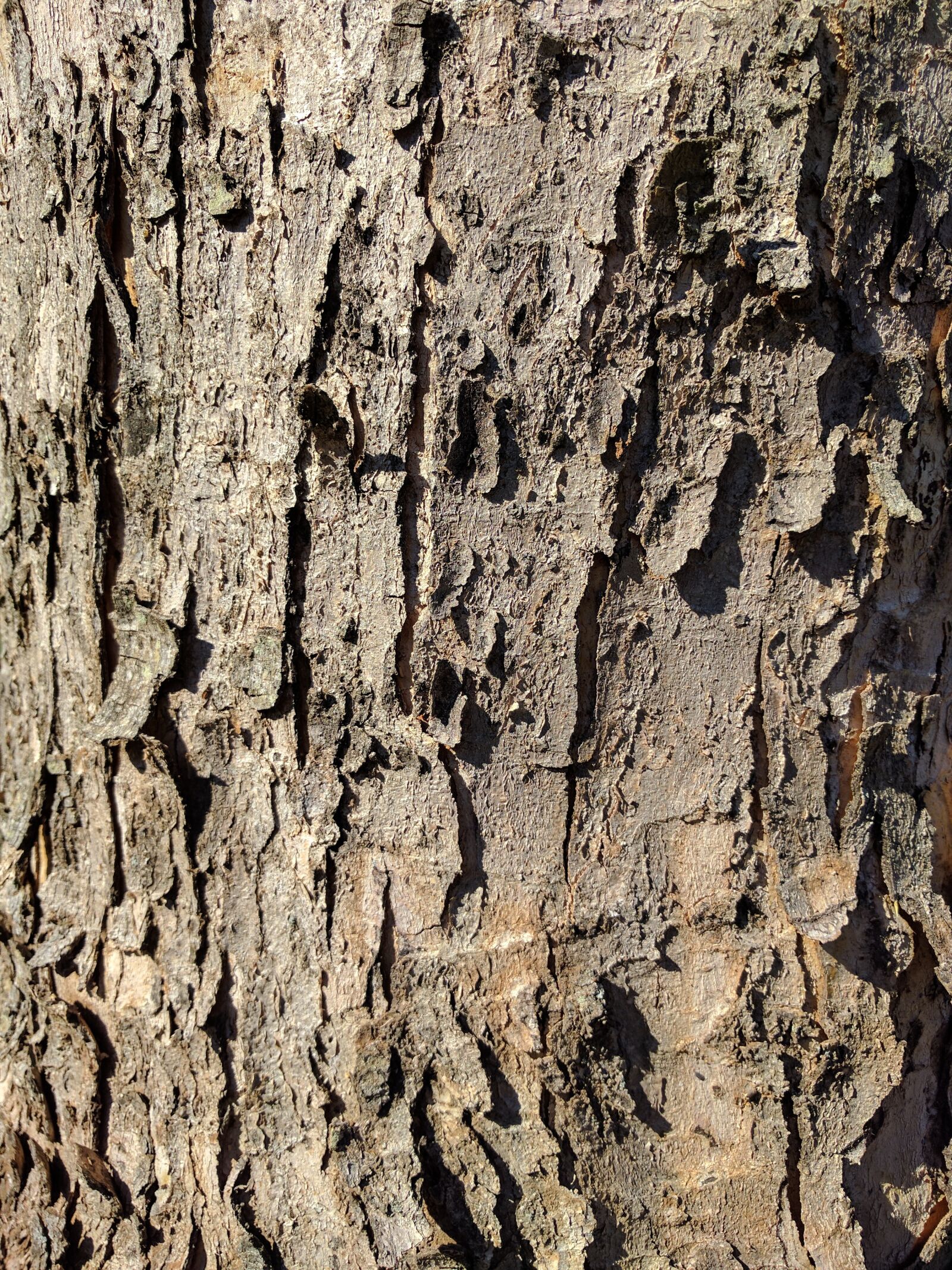Google Nexus 6P sample photo. Bark, tree bark, tree photography