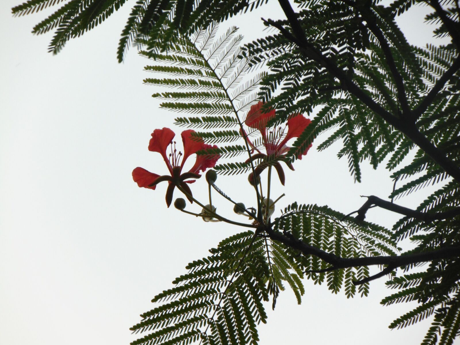 Sony Cyber-shot DSC-H300 sample photo. Flower, phoenix, nice photography