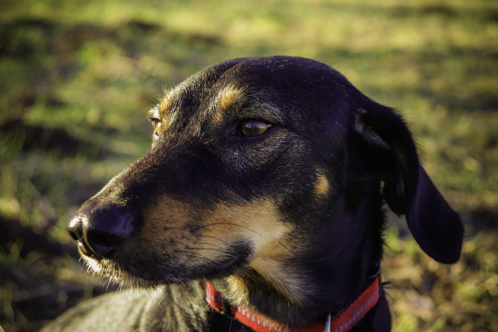 Canon EOS 200D (EOS Rebel SL2 / EOS Kiss X9) sample photo. Dog, animal, cute photography