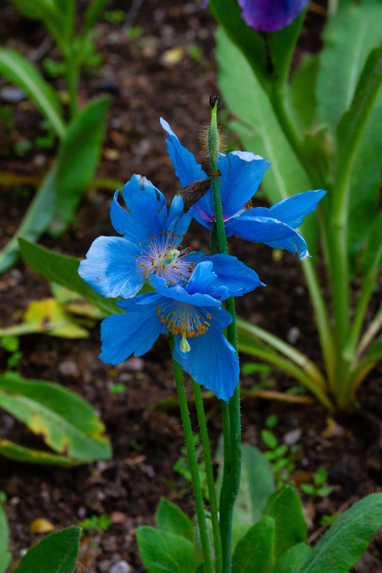 Canon EOS 7D sample photo. Fleur, montagne, botanique photography