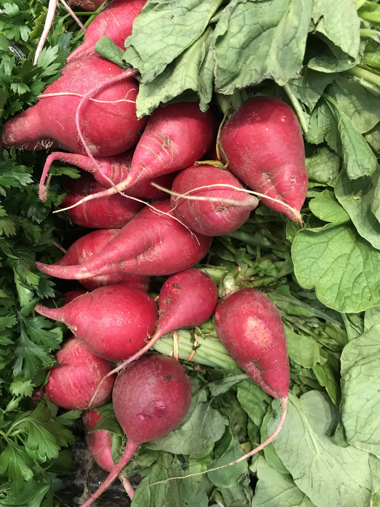 Apple iPhone 7 sample photo. Vegetables, beets, veggies photography