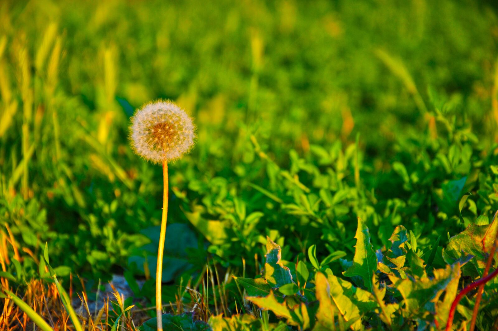 Nikon D90 sample photo. Flower, green, spring flowers photography