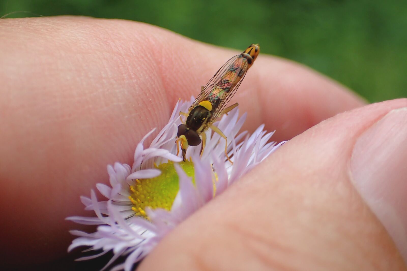 Olympus TG-3 sample photo. Nature, close up, insect photography