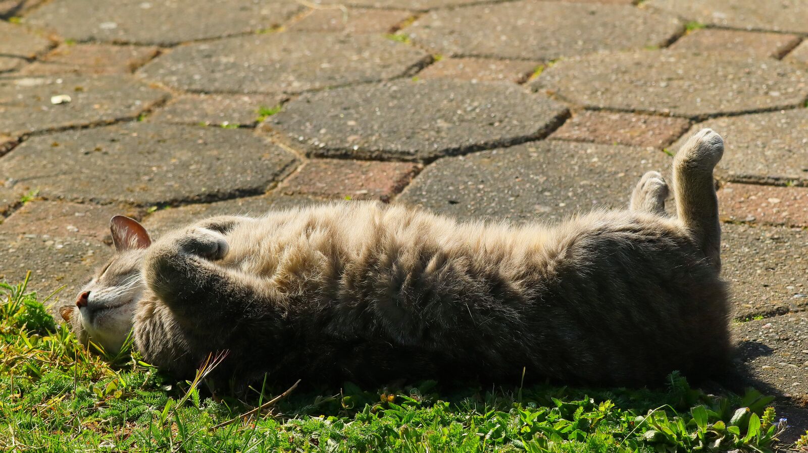 150-600mm F5-6.3 DG OS HSM | Contemporary 015 sample photo. Cat, sweet, pet photography