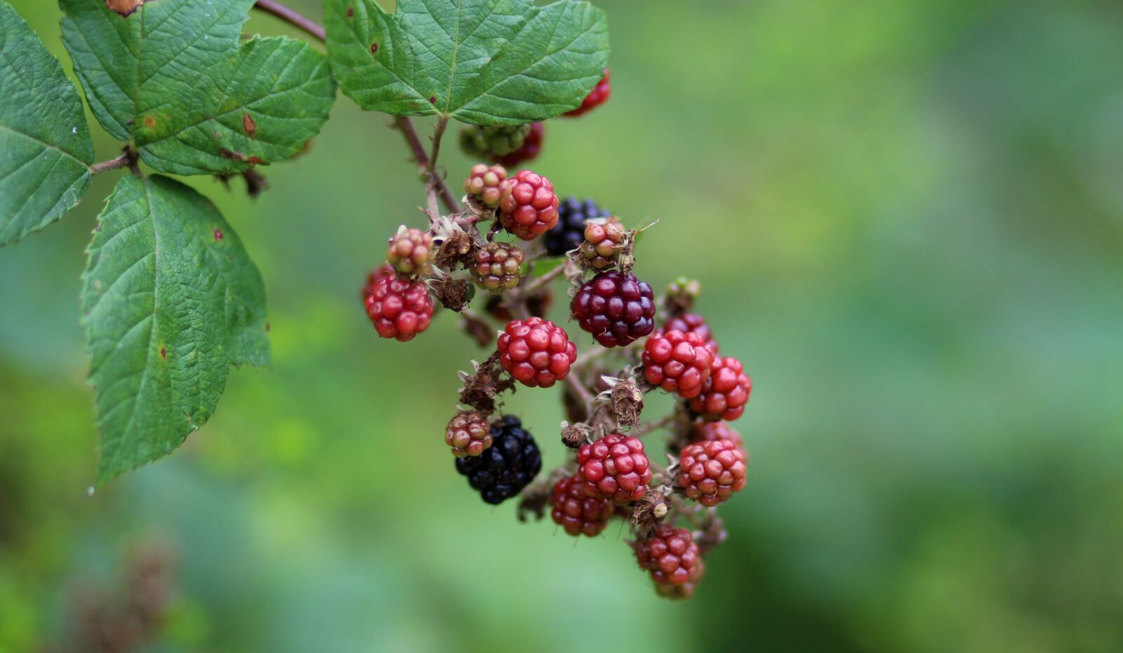 Canon EOS 700D (EOS Rebel T5i / EOS Kiss X7i) + Canon EF 85mm F1.8 USM sample photo. Mura, fruit, wild photography
