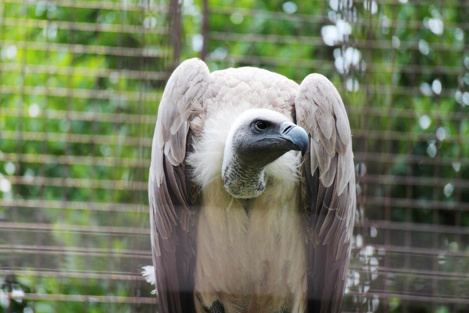 Canon EOS M2 sample photo. Birds of prey, animal photography