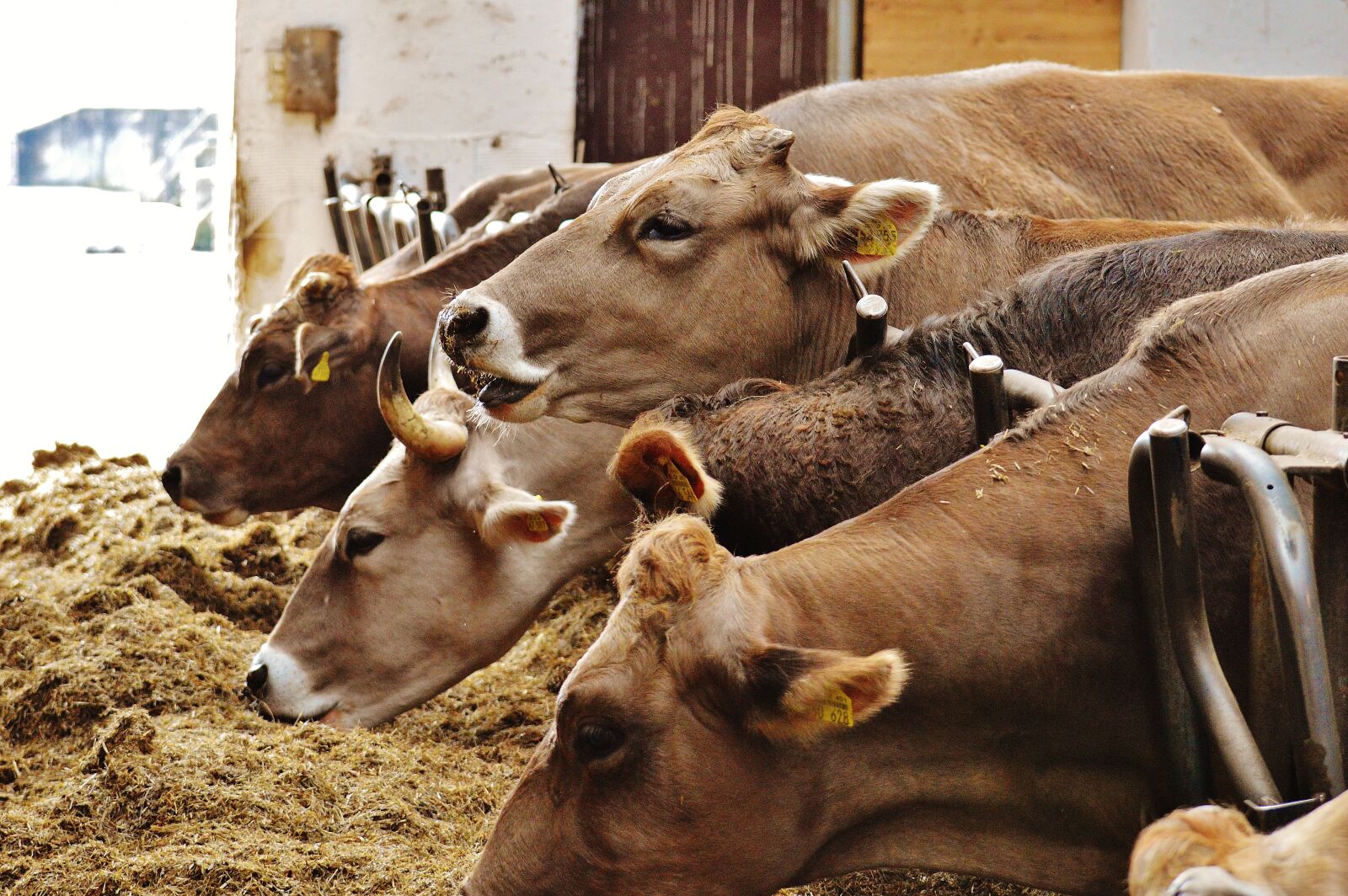 Nikon D3200 sample photo. Cows, animals, farm photography