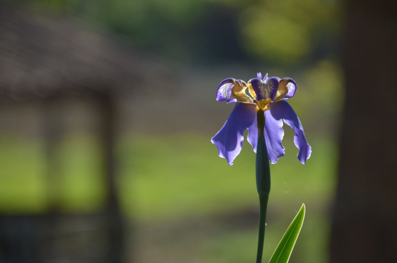 Nikon D5100 sample photo. Flor, flower, lírio photography