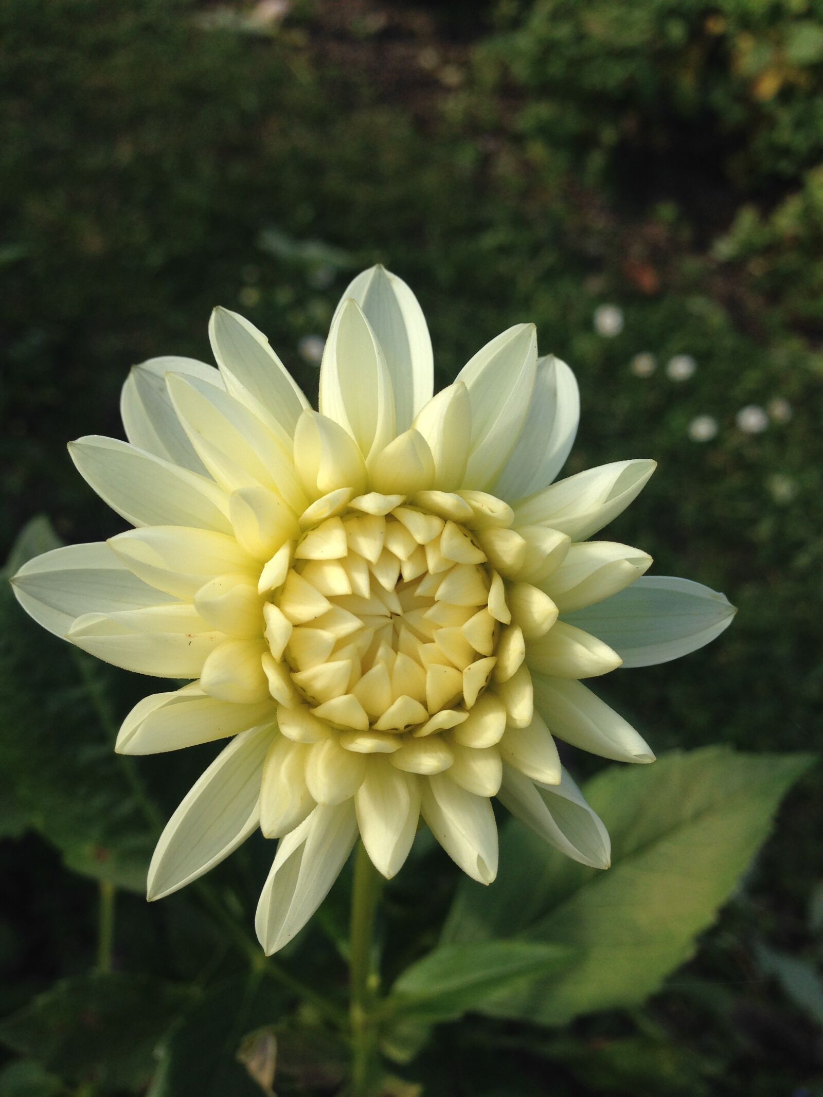 Apple iPhone 5 sample photo. Dahlia, flower, white photography
