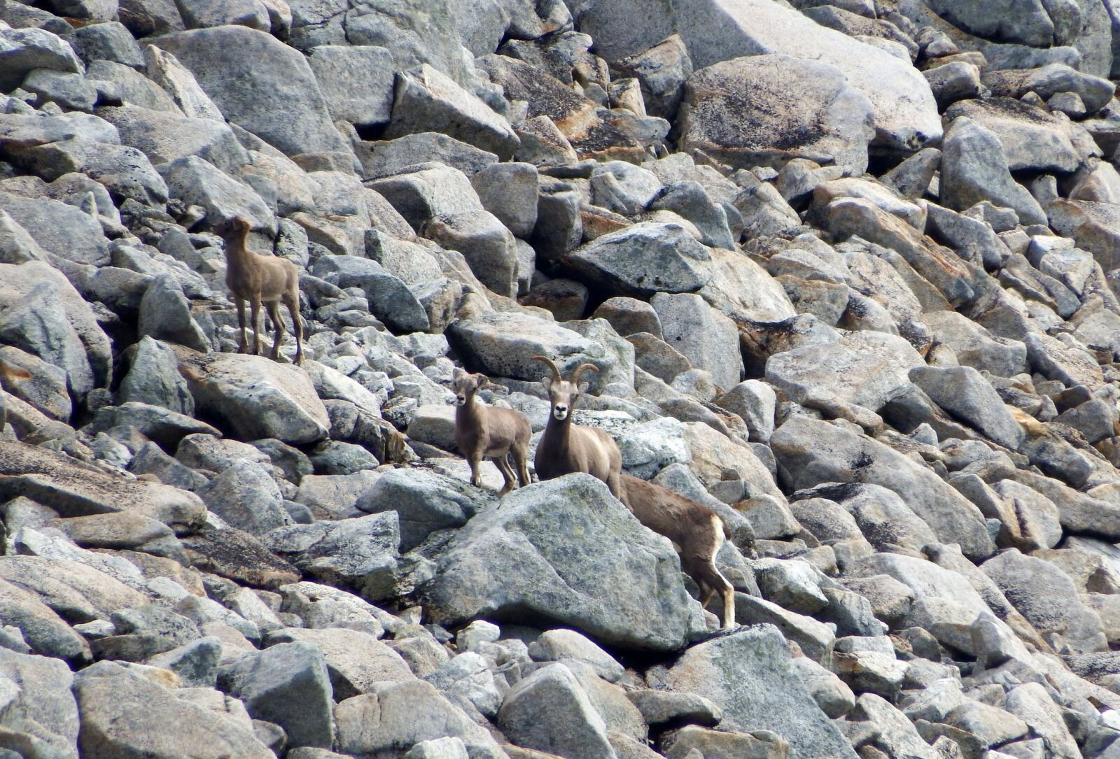 Fujifilm FinePix S1 sample photo. Bighorn sheep, herd, mountains photography