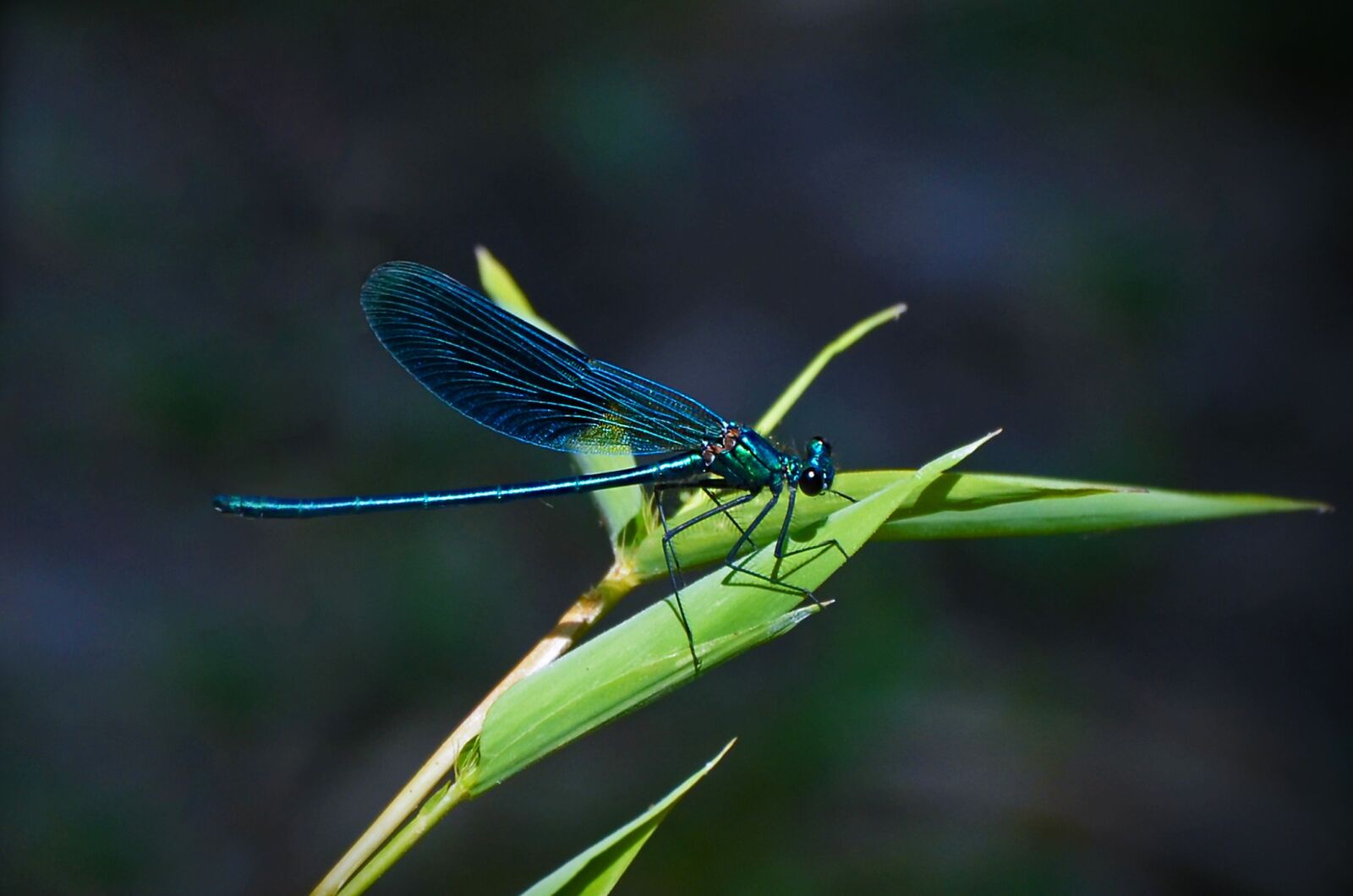 Nikon D5100 sample photo. Dragonfly, blue-winged demoiselle, insect photography