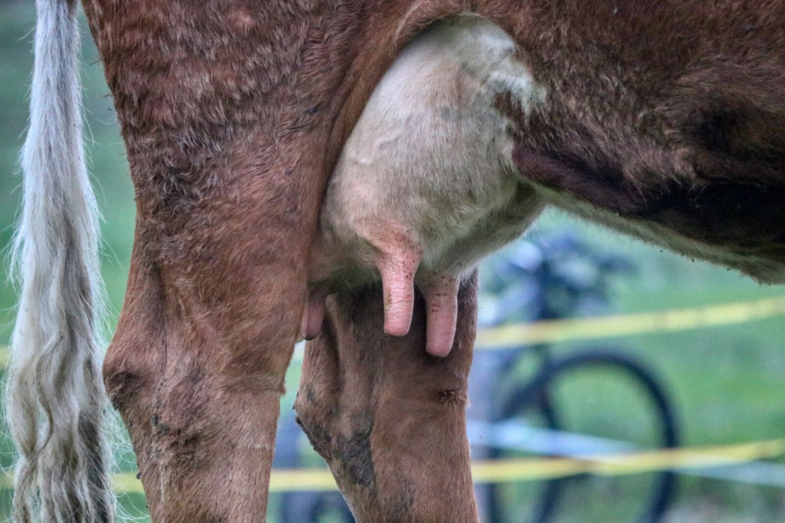 Canon EOS 80D sample photo. Udder, cow, breast photography