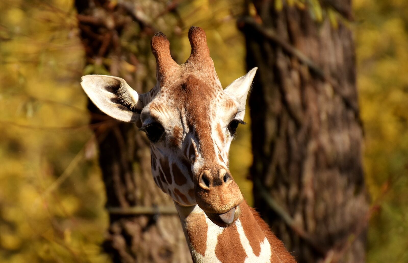 Nikon D7200 sample photo. Giraffe, zoo, animal photography