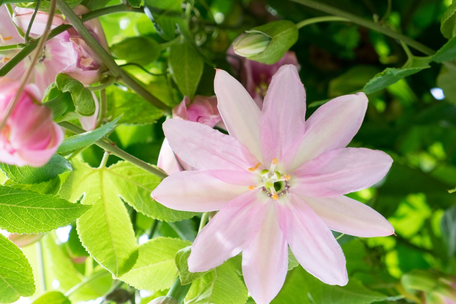 Fujifilm X-T10 sample photo. Passion, passiflora, flower photography