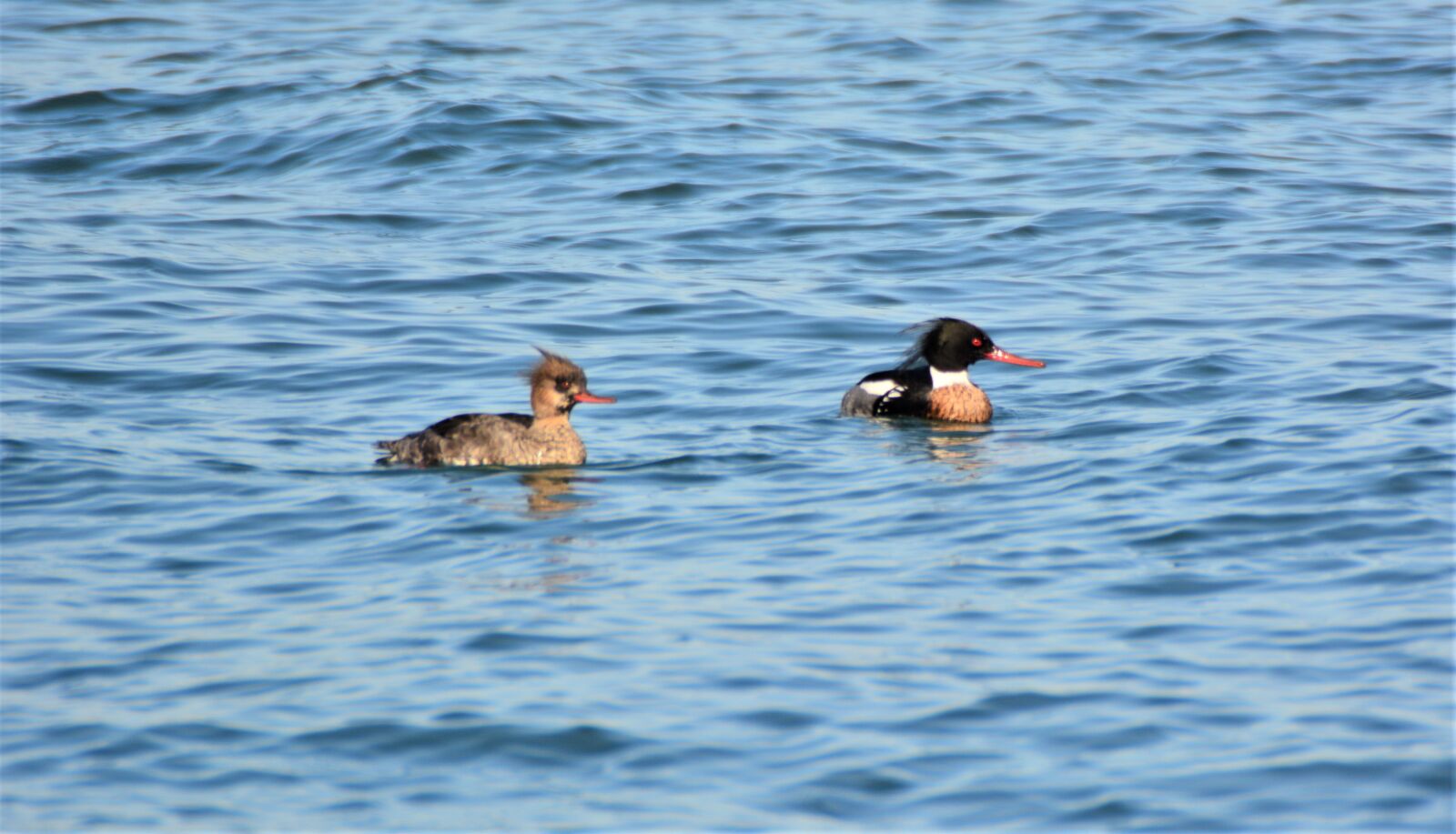 Nikon D7100 sample photo. Red-breasted merganser's, female, ducks photography