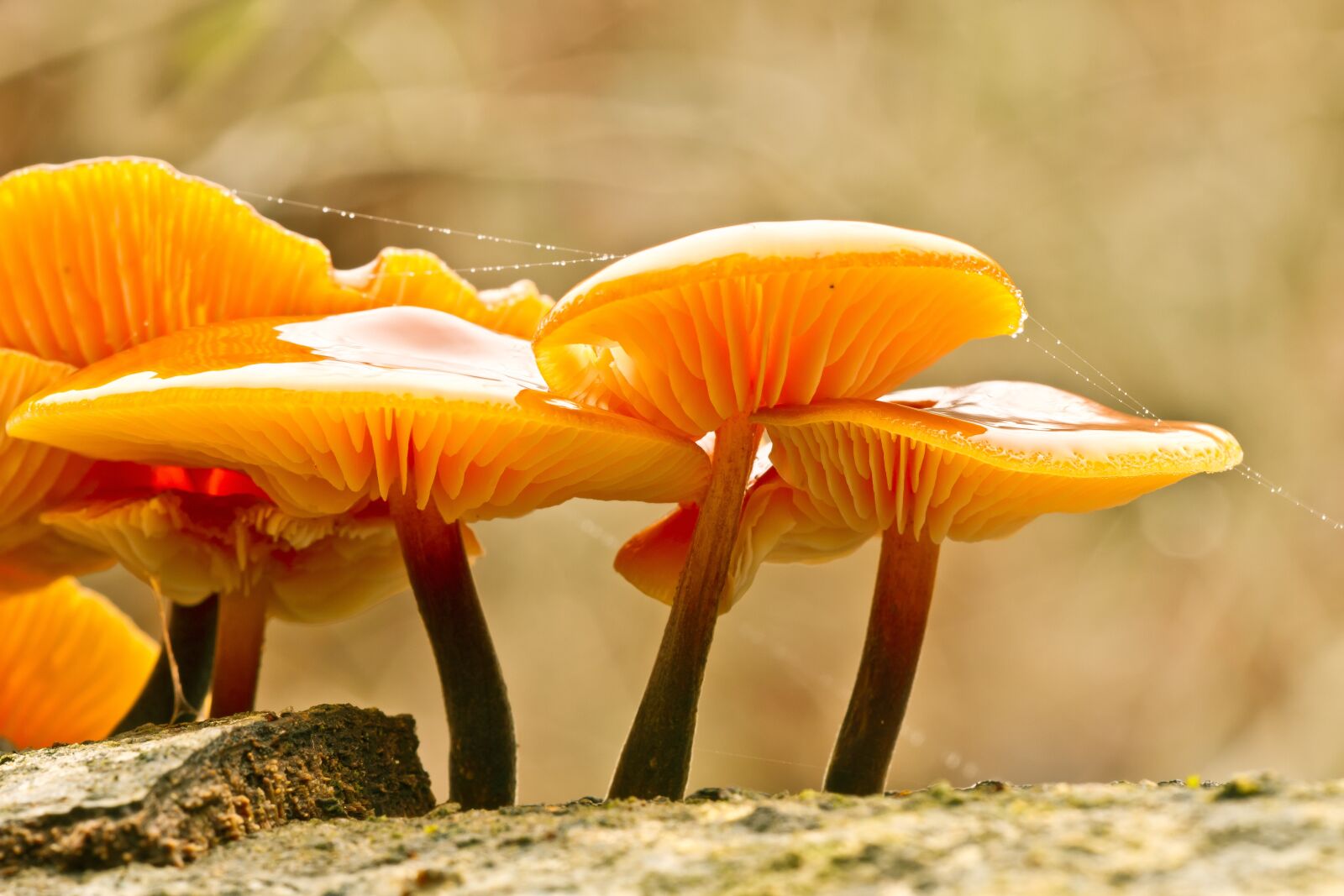 Canon EOS 7D sample photo. Mushroom, mushrooms, sponge photography