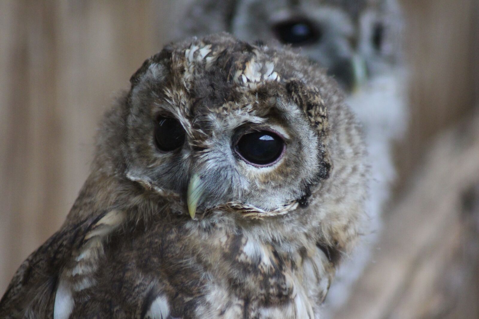 Canon EOS 700D (EOS Rebel T5i / EOS Kiss X7i) sample photo. Animal world, animal, zoo photography