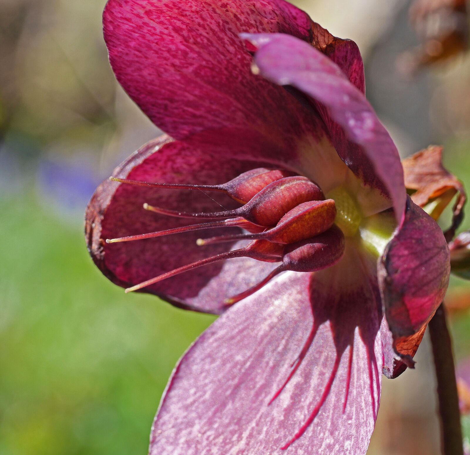 Panasonic Lumix DMC-GH3 sample photo. Christmas rose, blossomed out photography