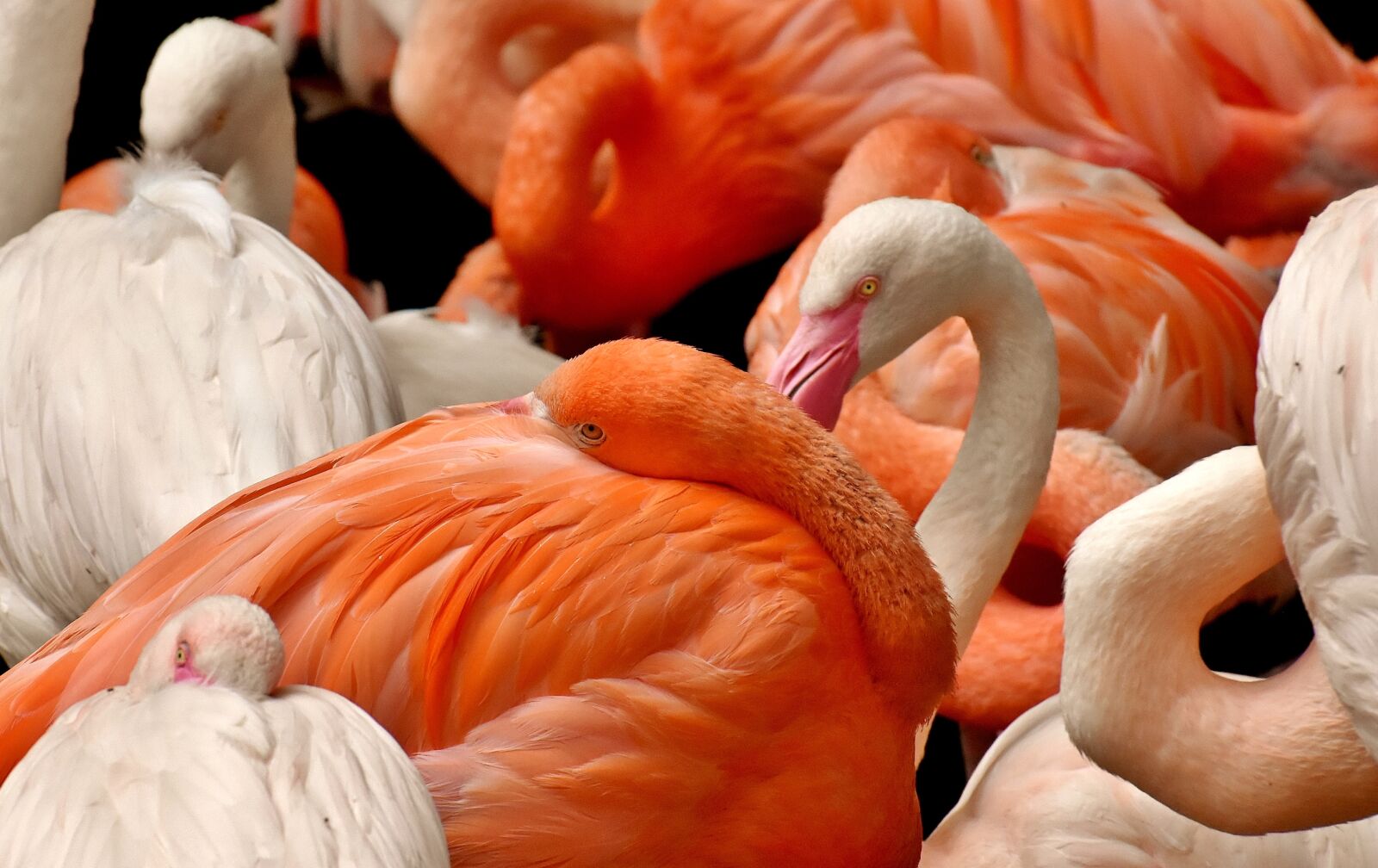 Nikon D7200 sample photo. Flamingo, bird, colorful photography