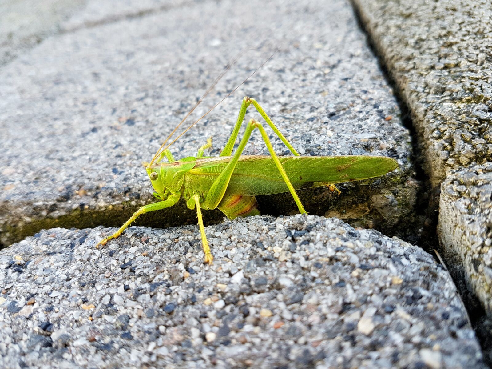 Samsung Galaxy S7 Edge sample photo. Animal, grasshopper, green photography