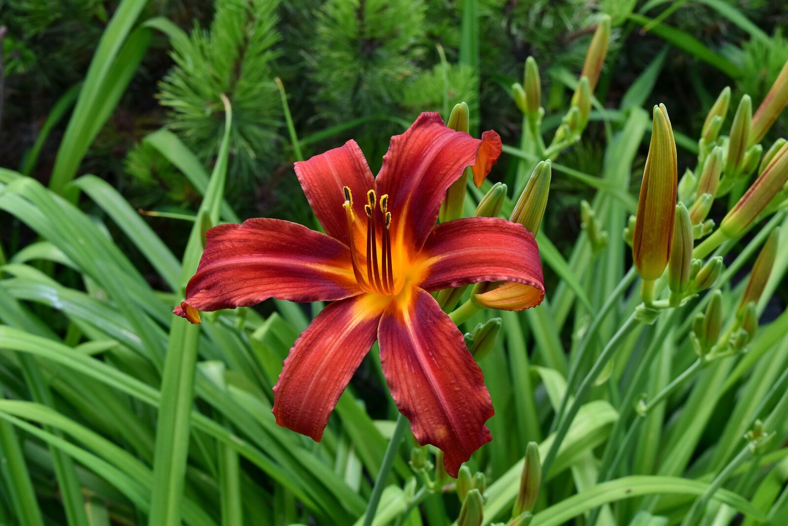 Nikon D5500 sample photo. Beautiful flowers, ecology, flower photography