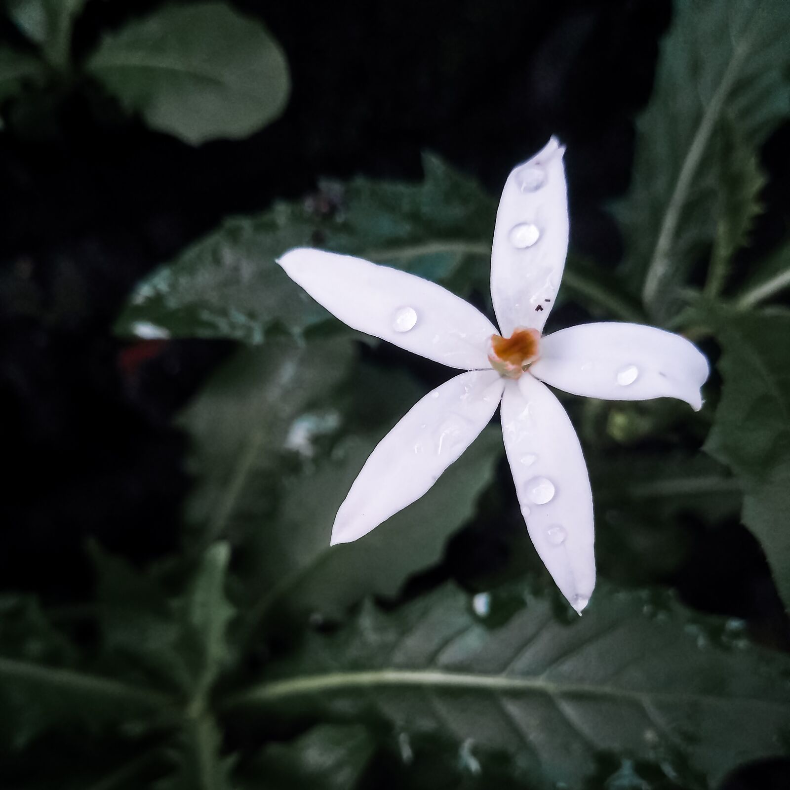 Xiaomi Redmi 3S sample photo. Flower, beautiful, nature photography
