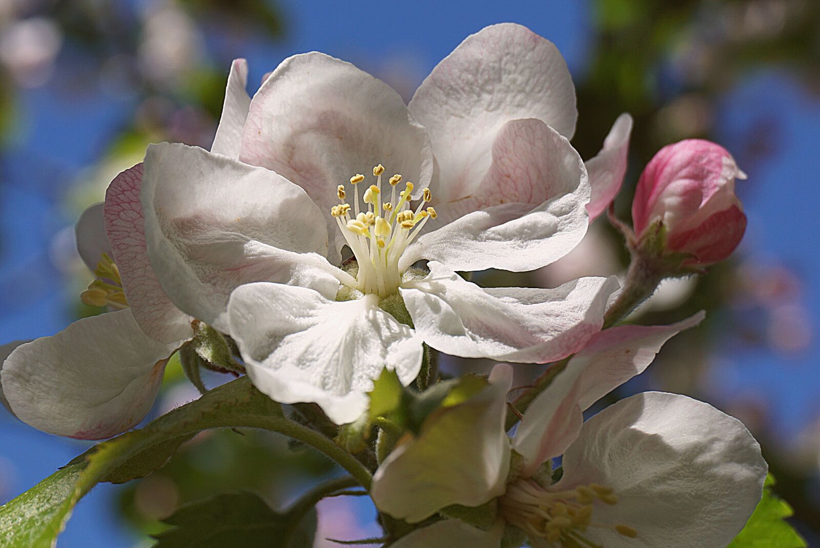 Sony a6000 sample photo. Apple flower, flowering, apple photography