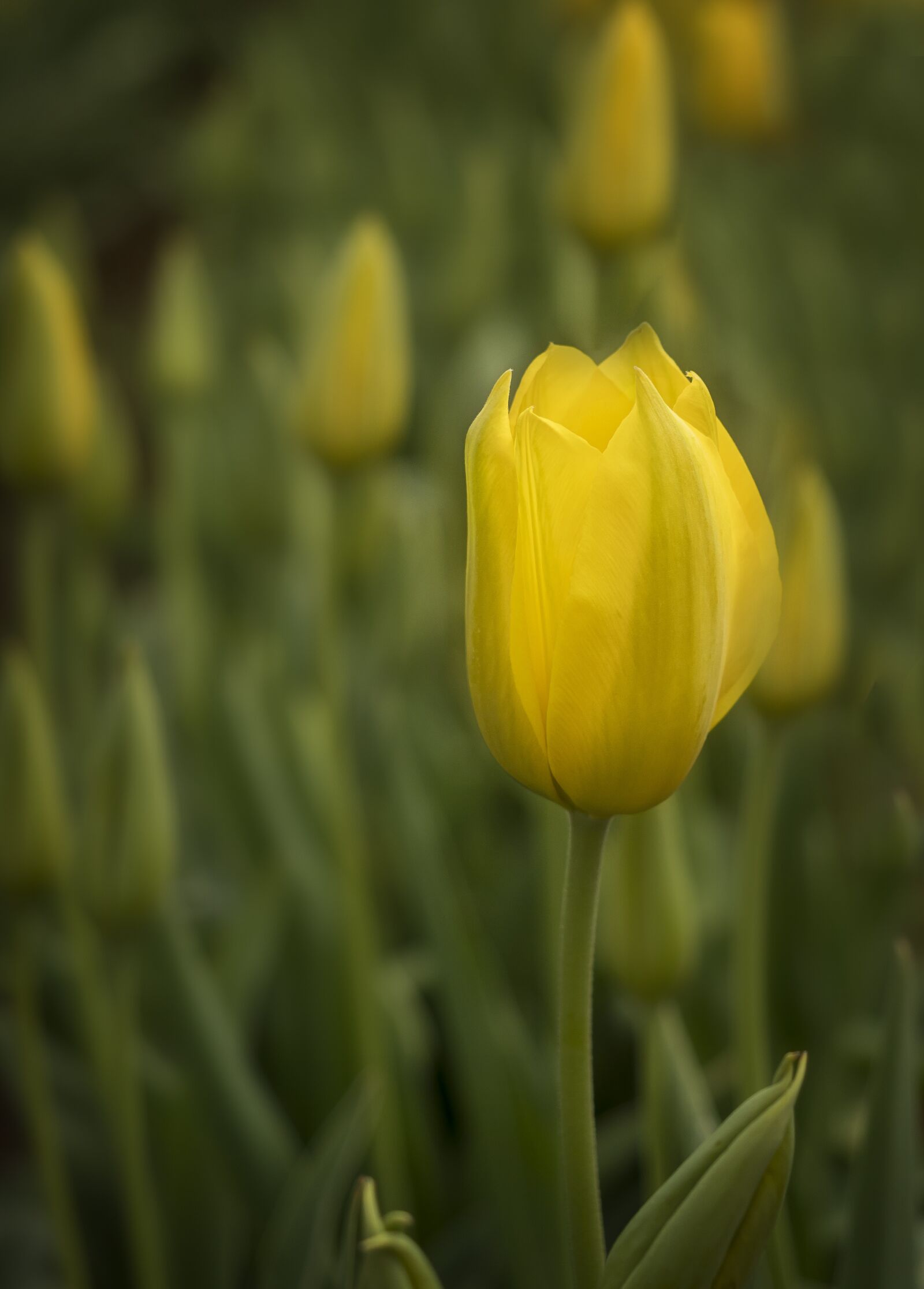 Olympus OM-D E-M1 Mark II + Olympus M.Zuiko Digital ED 12-40mm F2.8 Pro sample photo. Tulips, flowers, spring photography