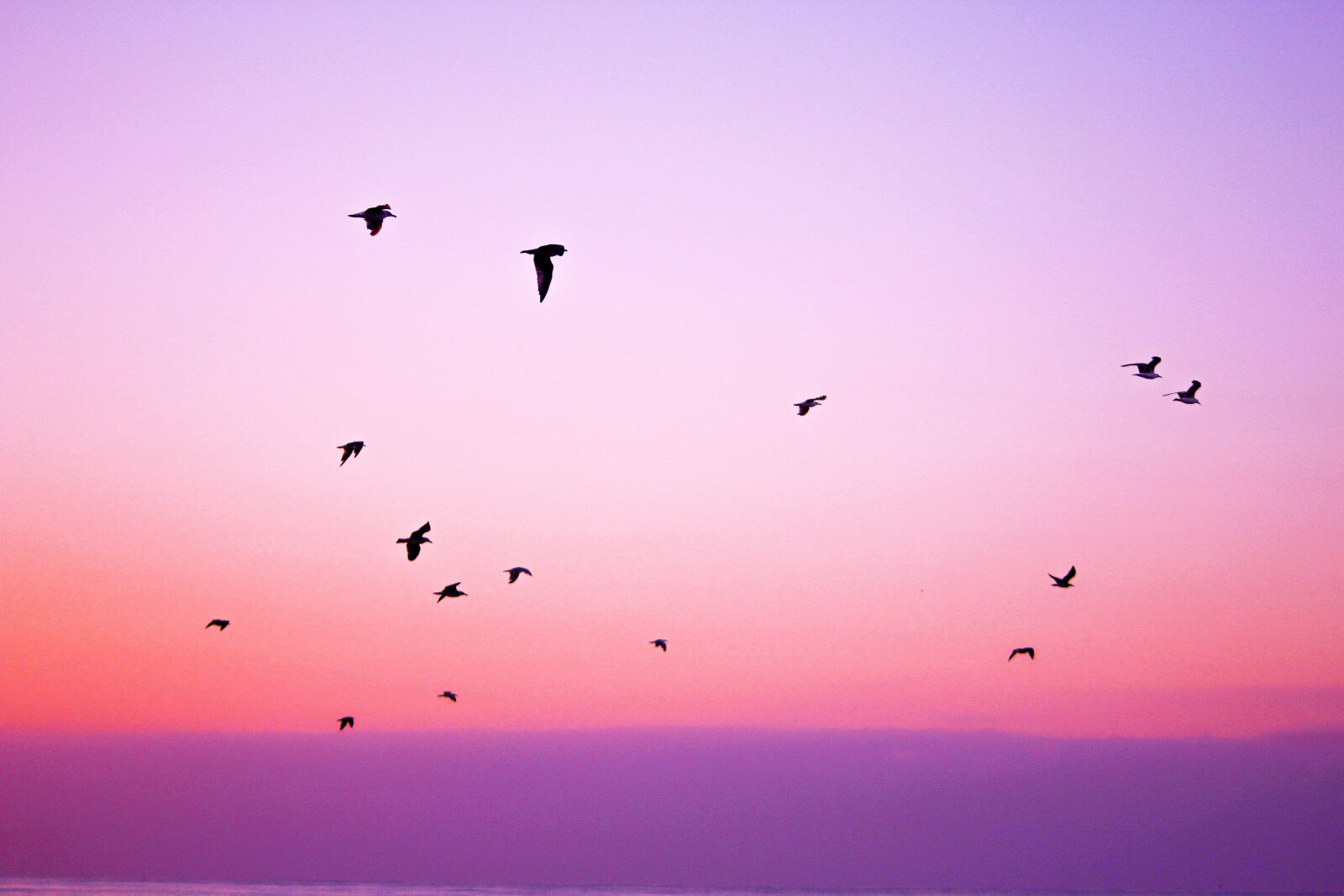Sigma 70-300mm F4-5.6 DG OS sample photo. Nature, sky, bird, animals photography